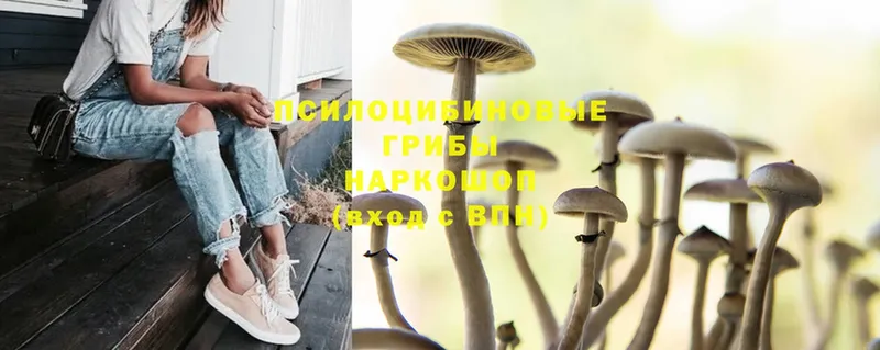 omg вход  Будённовск  Галлюциногенные грибы MAGIC MUSHROOMS 